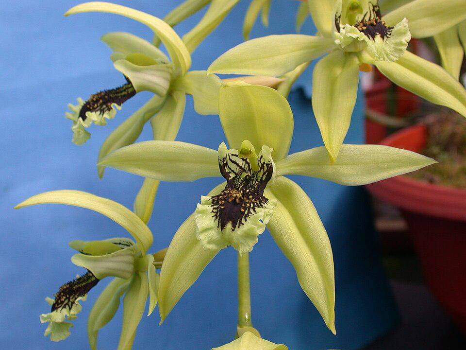 coelogyne pandurata (commons.wikimedia.org/Arne and Bent Larsen, Haarby, Denmark)