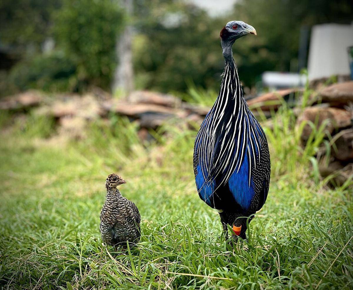 Ayam Mutiara Nasar