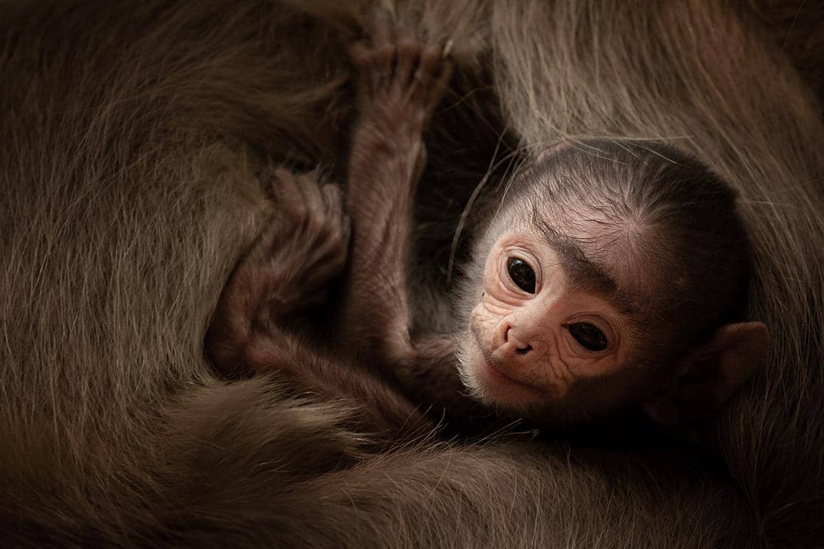 langur kelabu jambul
