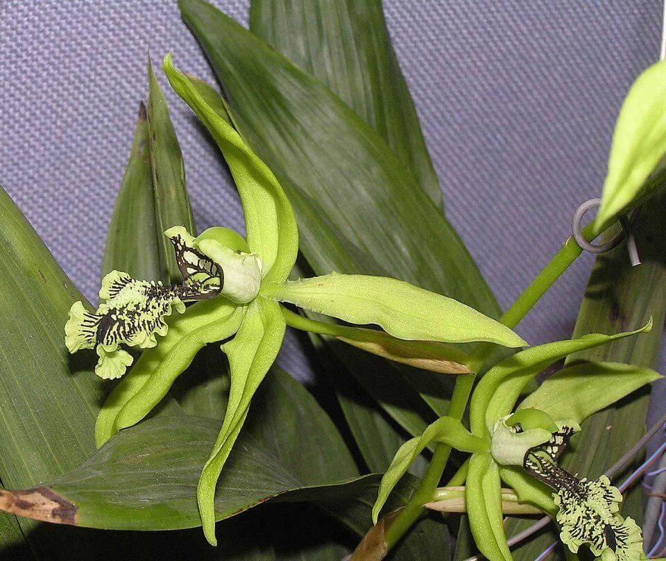 coelogyne pandurata (commons.wikimedia.org/阿橋 HQ)