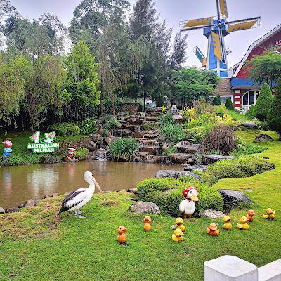 Cimory Dairyland Puncak