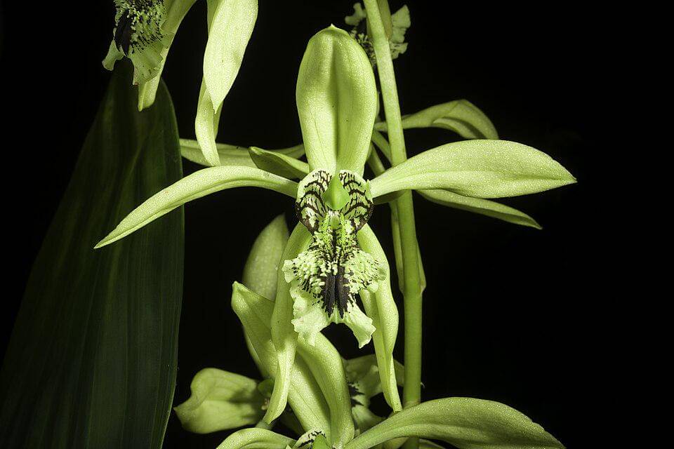 coelogyne pandurata 'genting highlands' lindl., gard. chron (commons.wikimedia.org/BeautifulMedia)