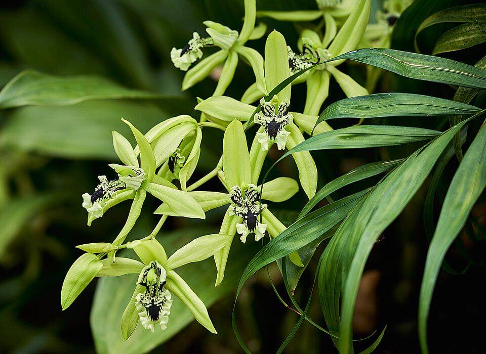 coelogyne pandurata orchid (commons.wikimedia.org/geoff mckay)
