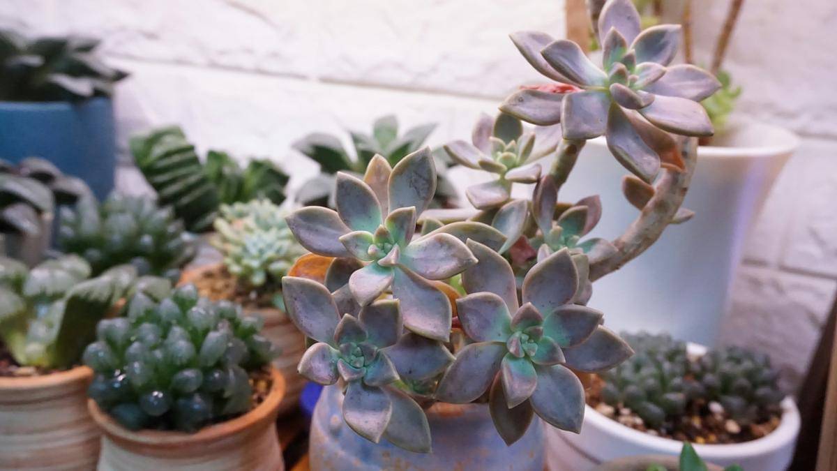 ilustrasi graptopetalum paraguayense 