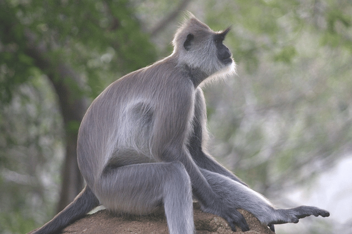langur kelabu jambul