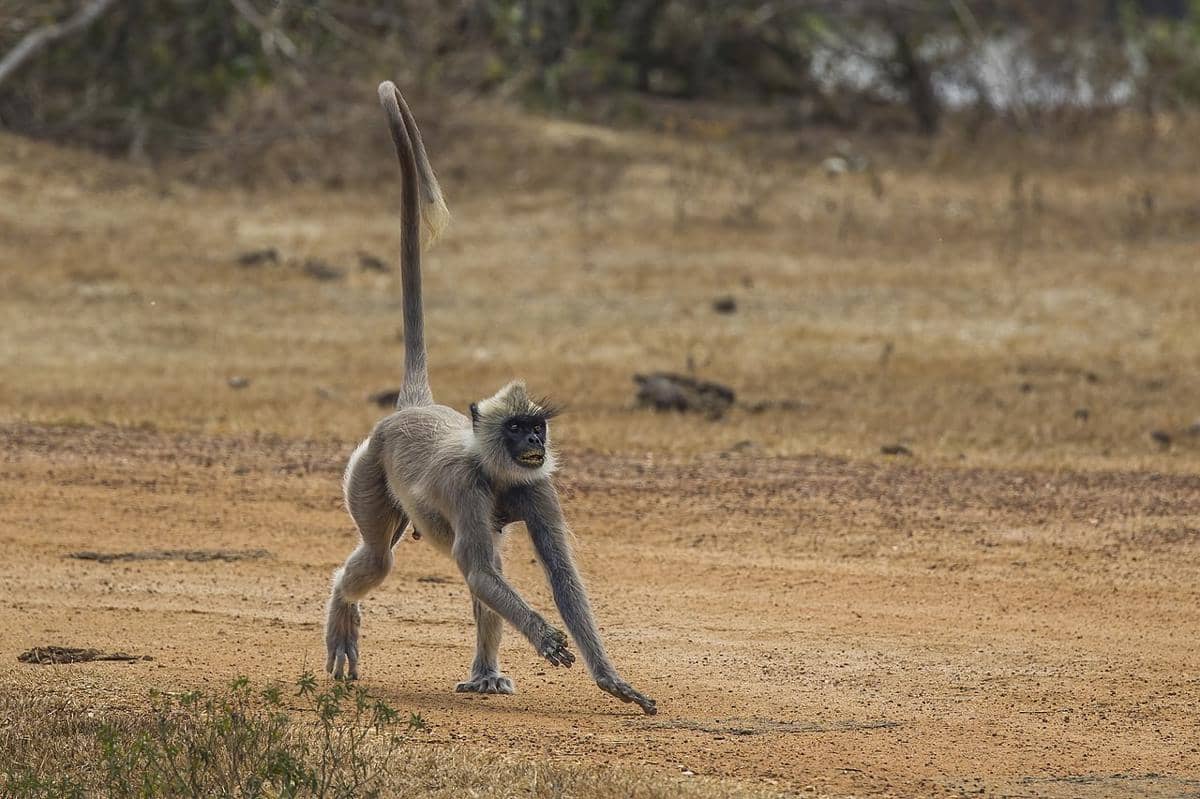 langur kelabu jambul