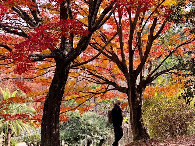 ilustrasi mendaki gunung saat musim gugur di Jepang (unsplash.com/Jean-Claude Dumont)