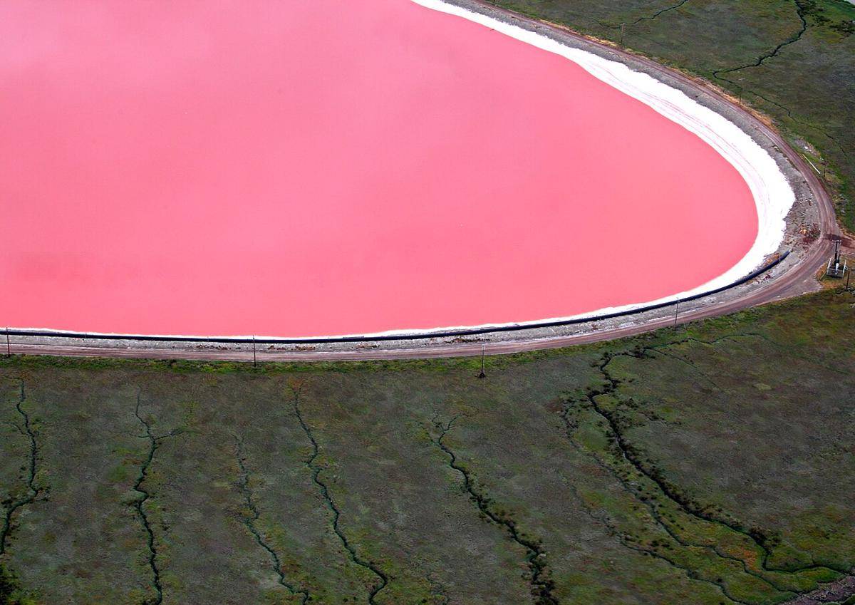 Warna merah muda pada air danau disebabkan oleh Dunaliella salina