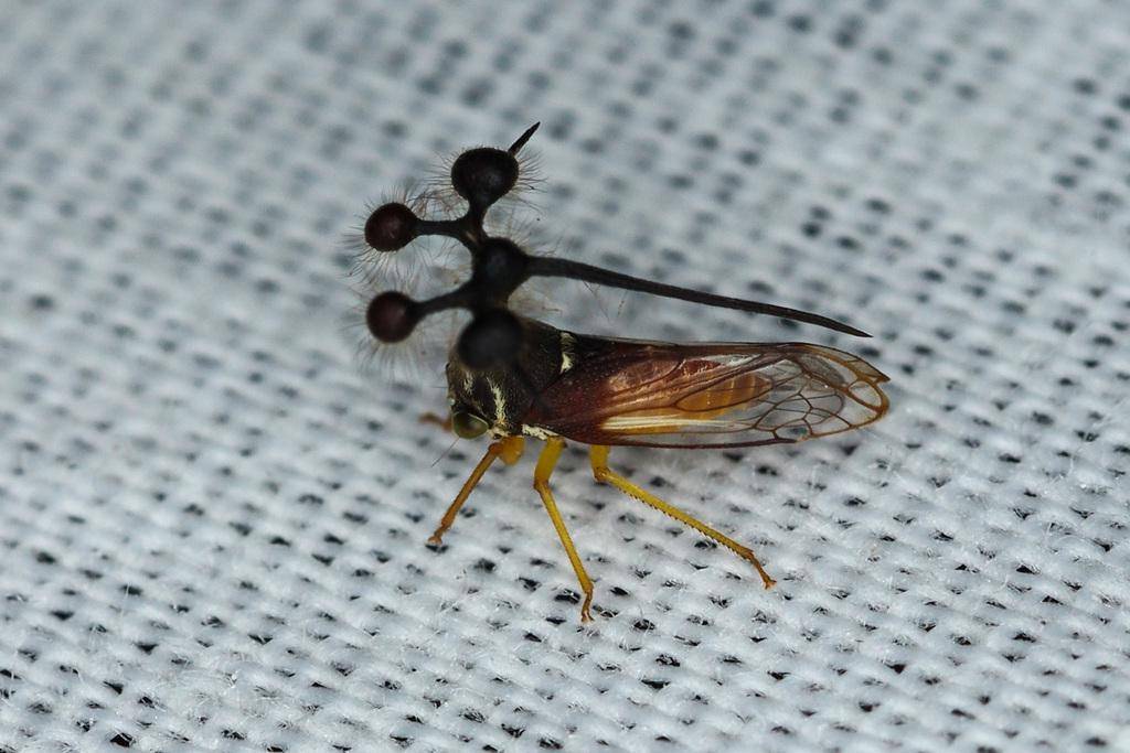 Brazilian Treehopper