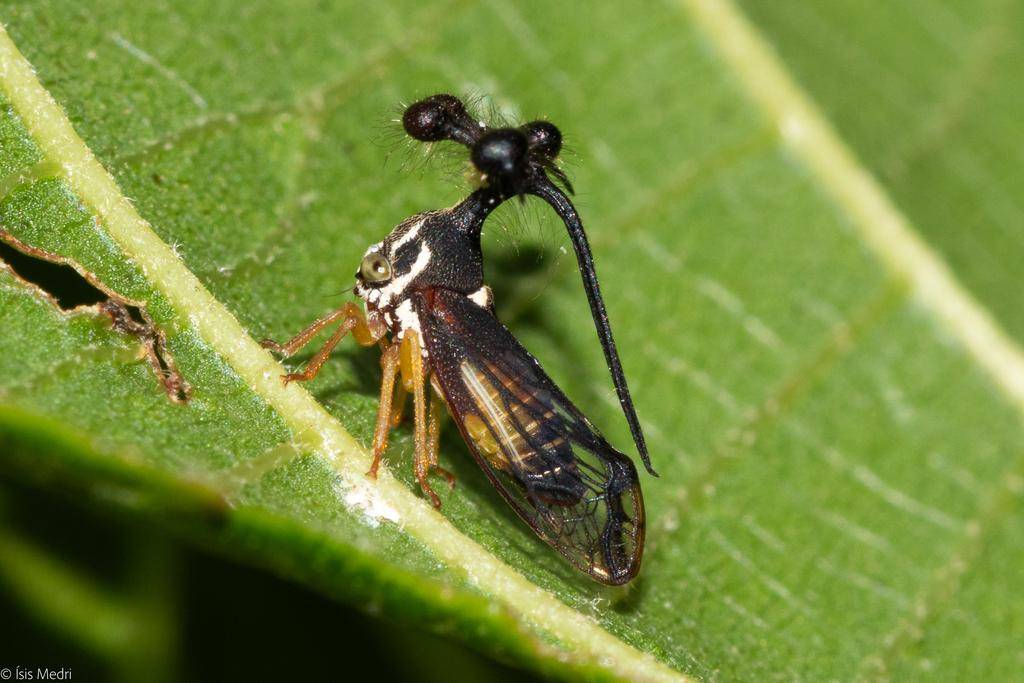 Brazilian Treehopper