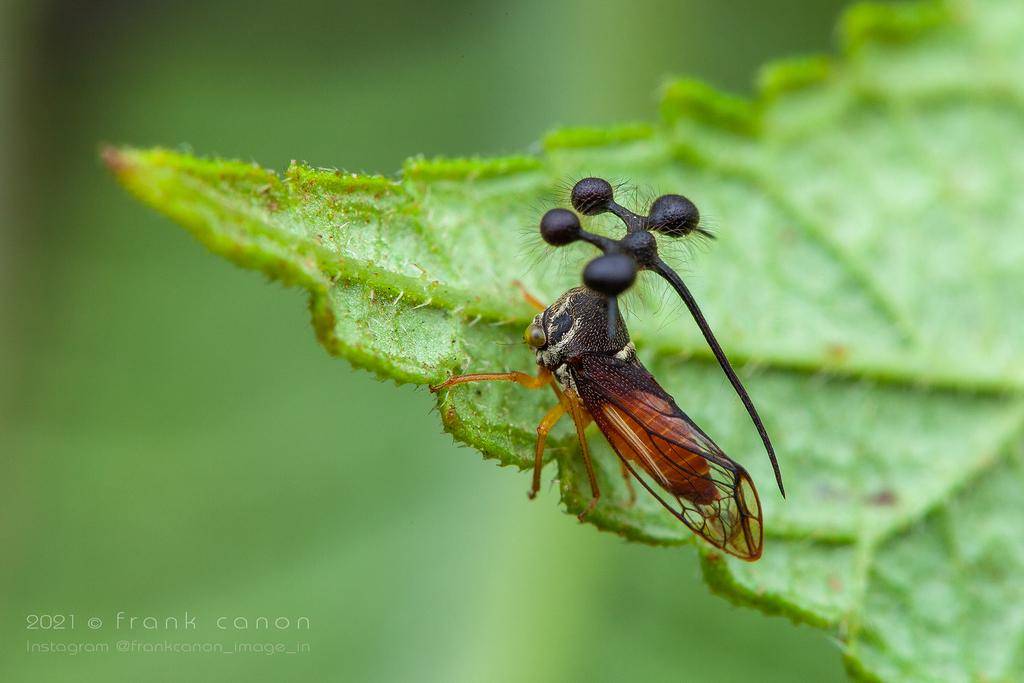 Brazilian Treehopper