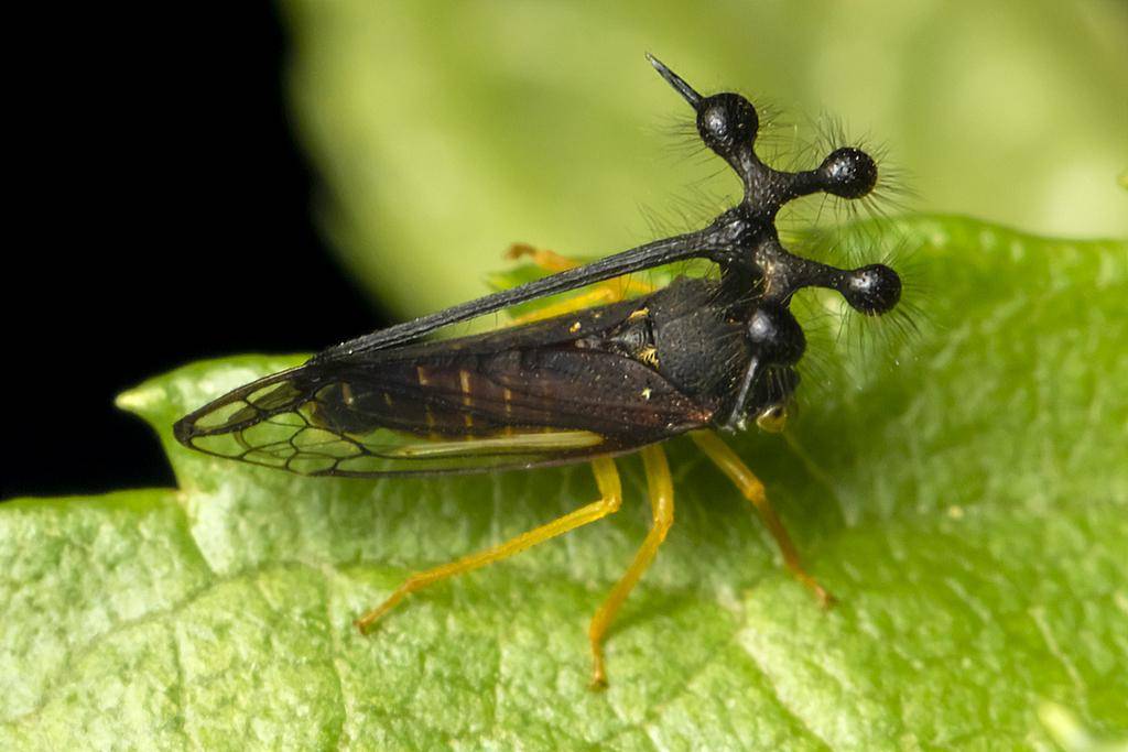 Brazilian Treehopper