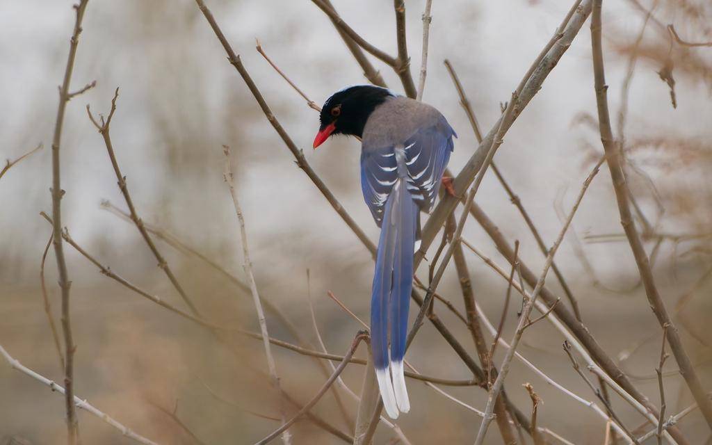 Red-billed Blue Magpie