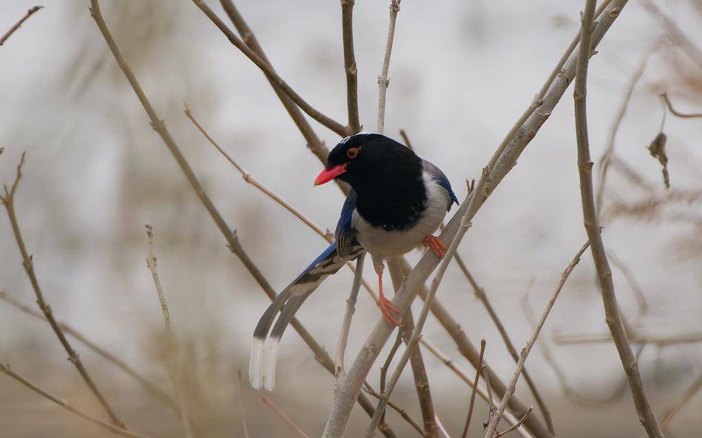 Red-billed Blue Magpie
