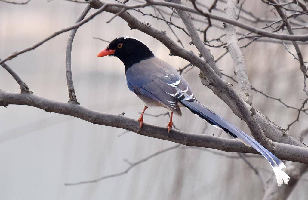 Red-billed Blue Magpie