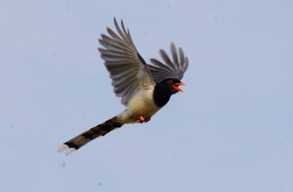 Red-billed Blue Magpie