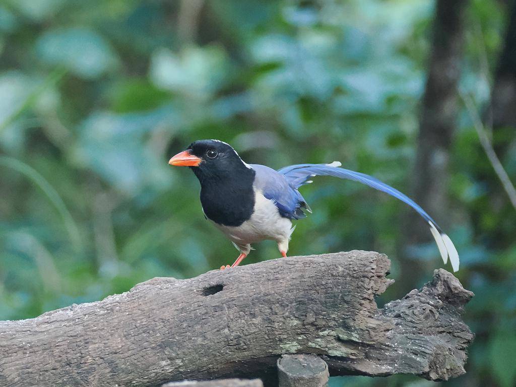 Red-billed Blue Magpie