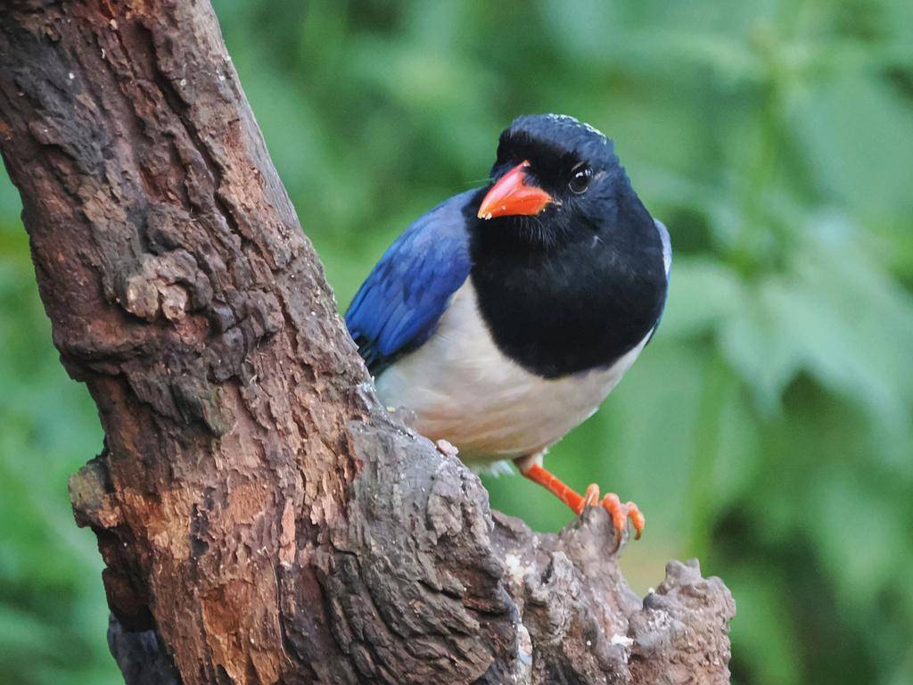 Red-billed Blue Magpie
