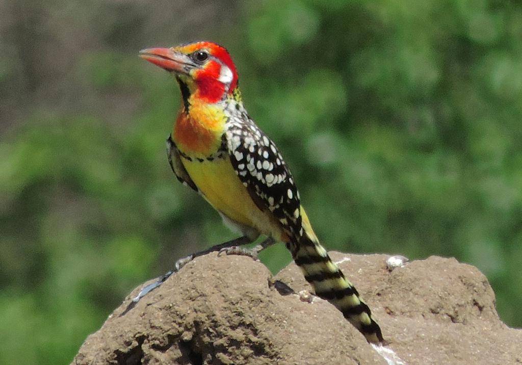 Red and Yellow Barbet