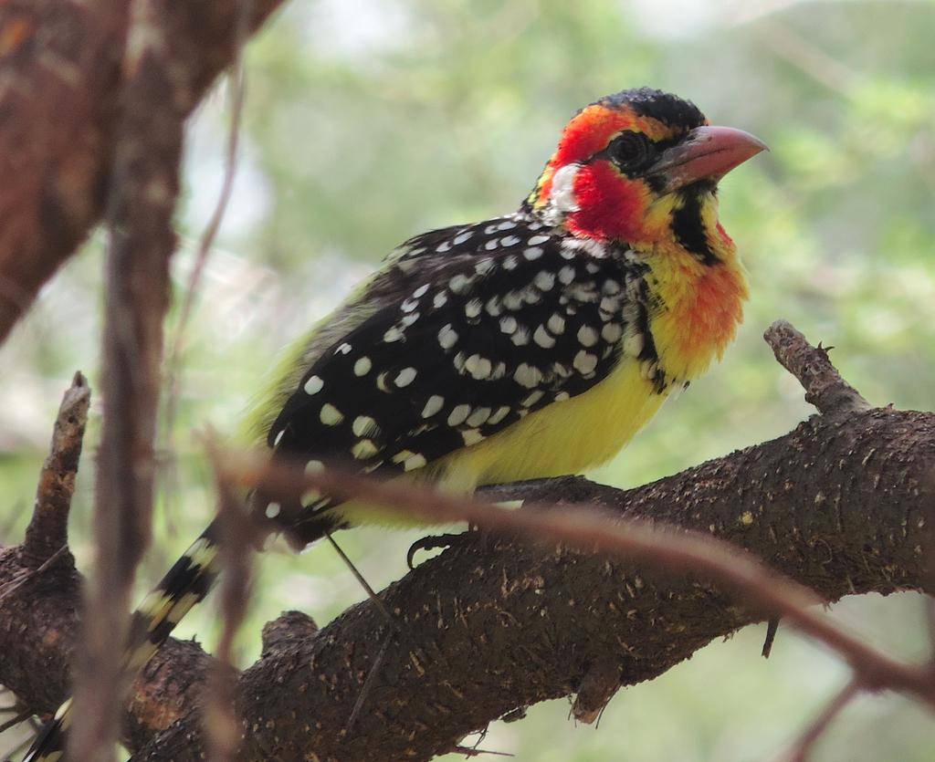 Red and Yellow Barbet