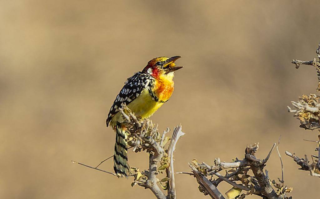 Red and Yellow Barbet