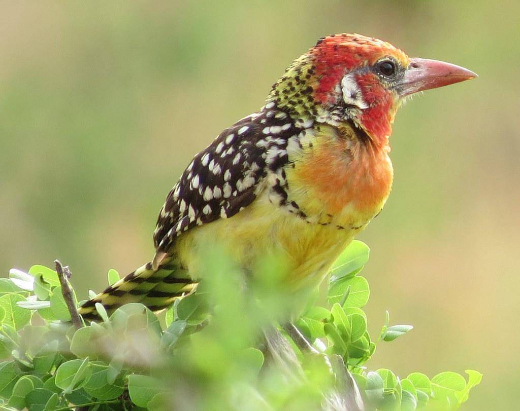 Red and Yellow Barbet