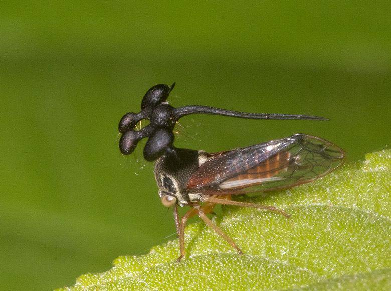 Brazilian Treehopper