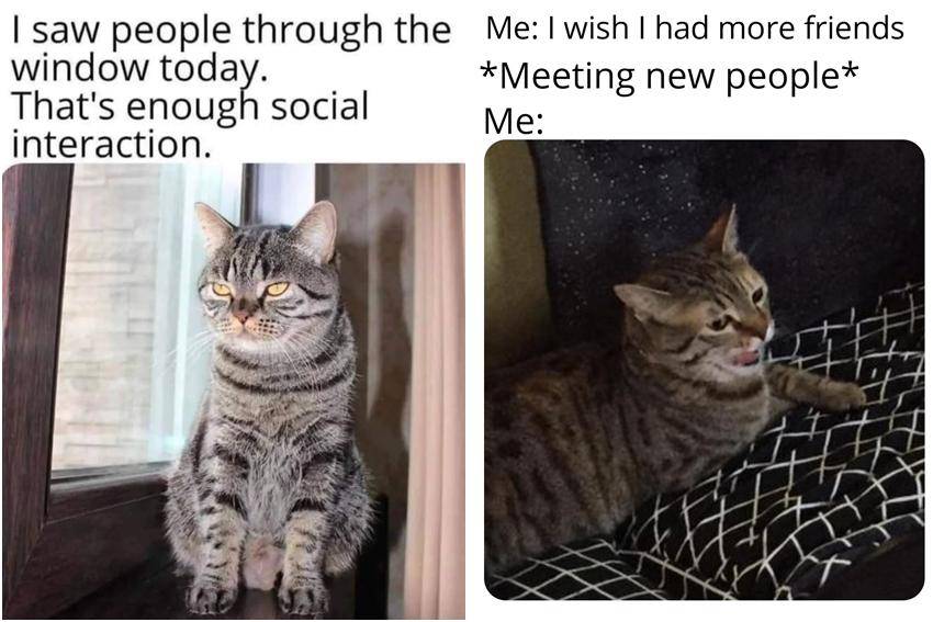 kolase meme kucing tentang introver (reddit.com/user/amsoooadorable | reddit.com/user/batc166)