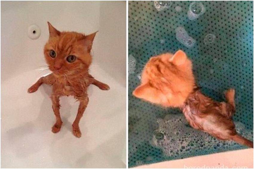 meme kucing dan air