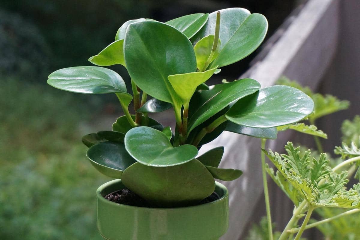 ilustrasi tanaman peperomia obtusifolia (pixabay.com/eoleobobeo)