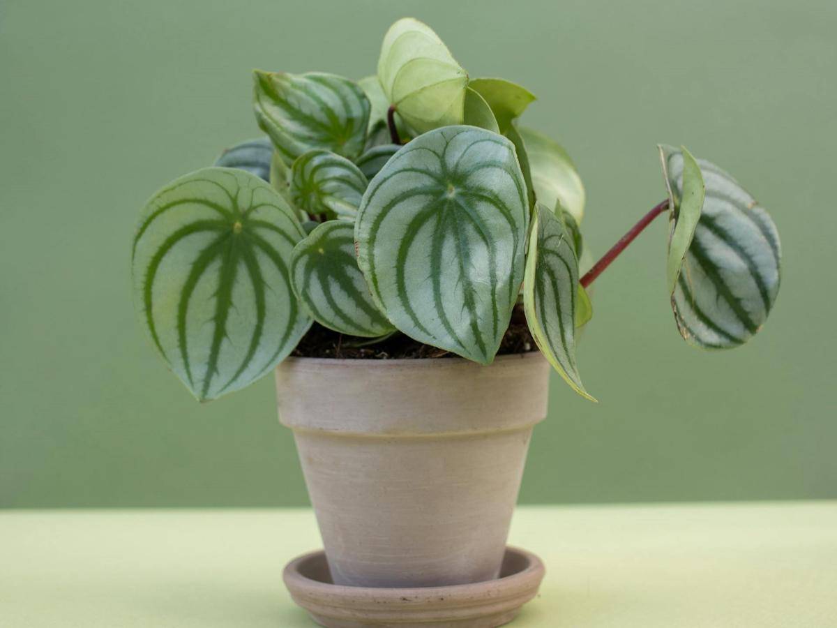 ilustrasi tanaman watermelon peperomia