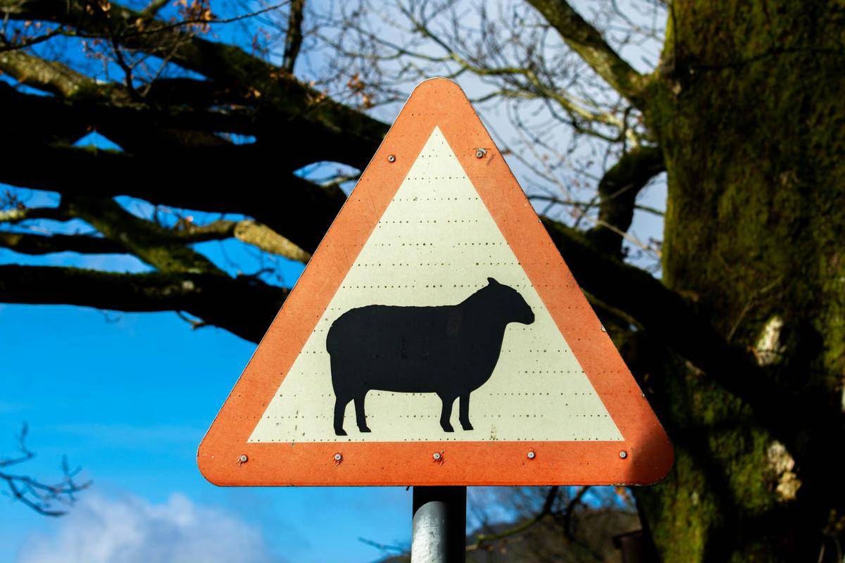 ilustrasi domba suffolk