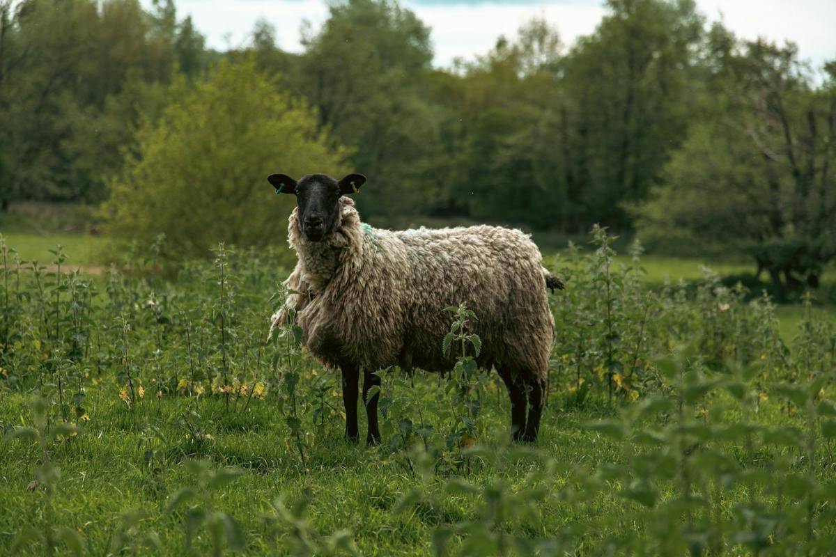 ilustrasi domba suffolk