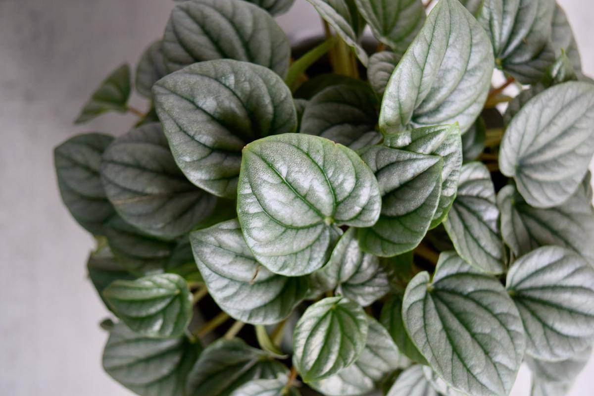 ilustrasi tanaman peperomia frost 