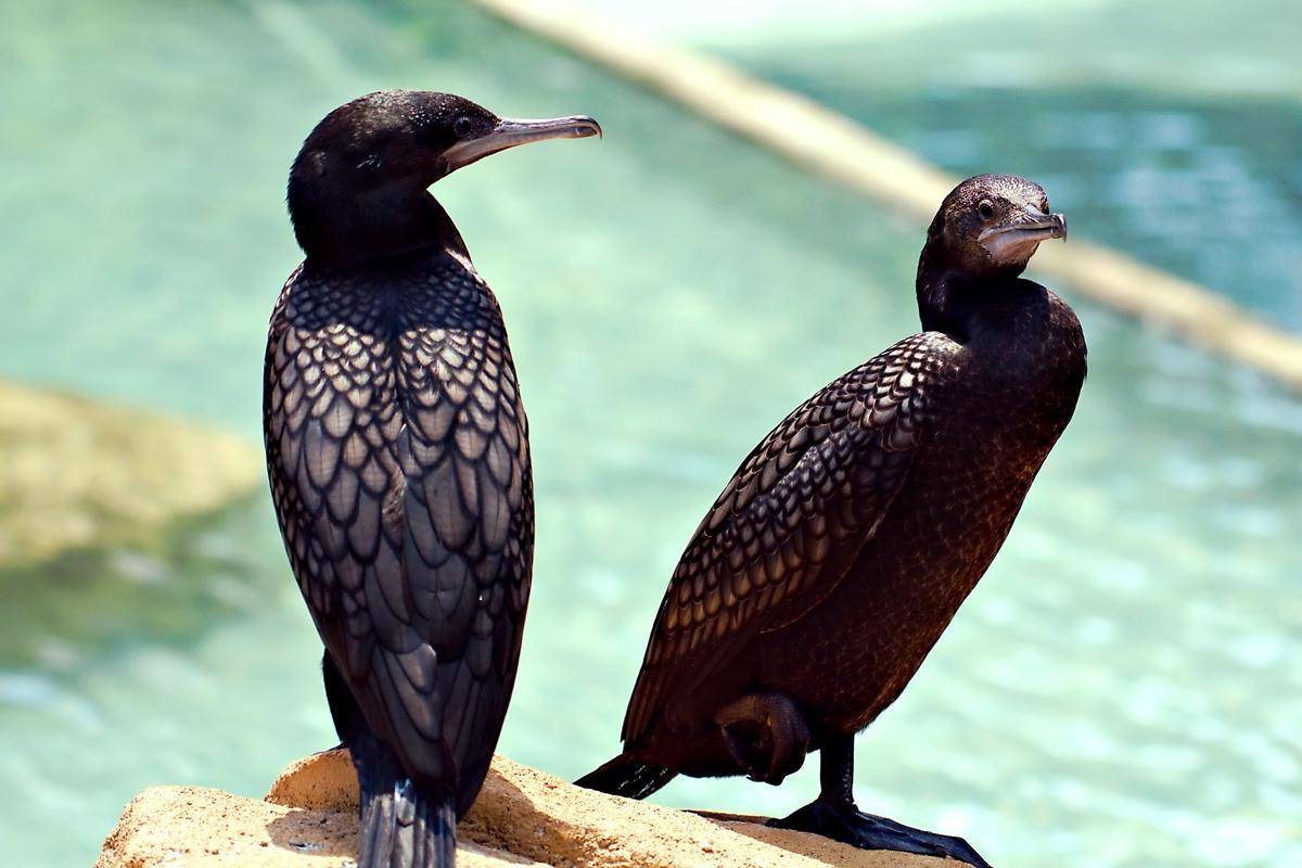 bird-7942083_1920.jpg
