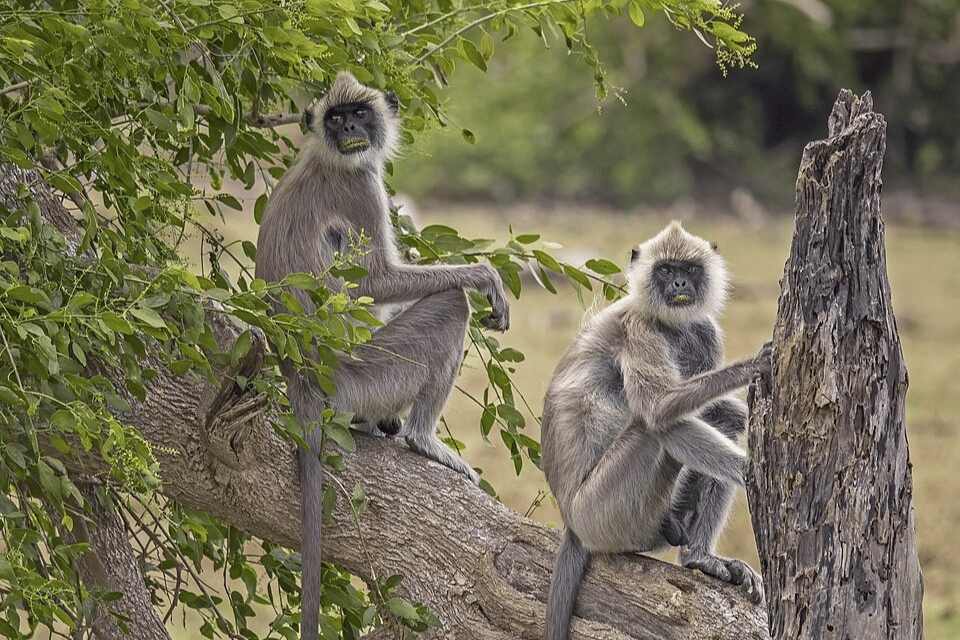 langur kelabu jambul