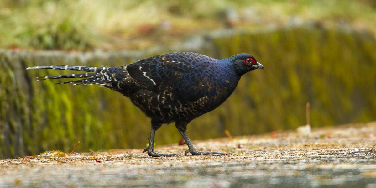 Burung Pegar Mikado