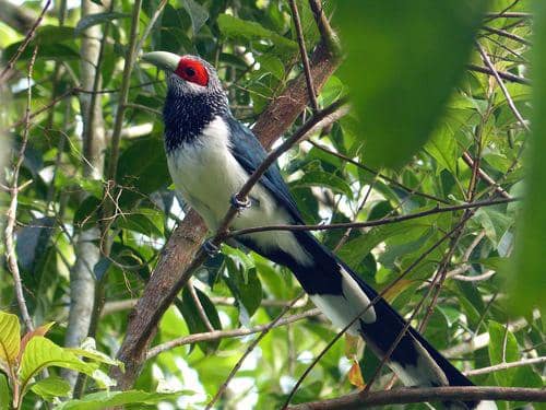 Red Faced Malkoha