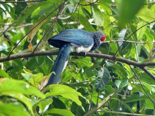 Red Faced Malkoha