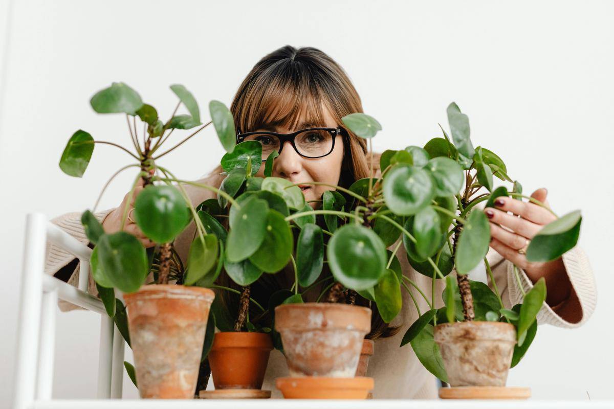 Ilustrasi Pilea Peperomioides