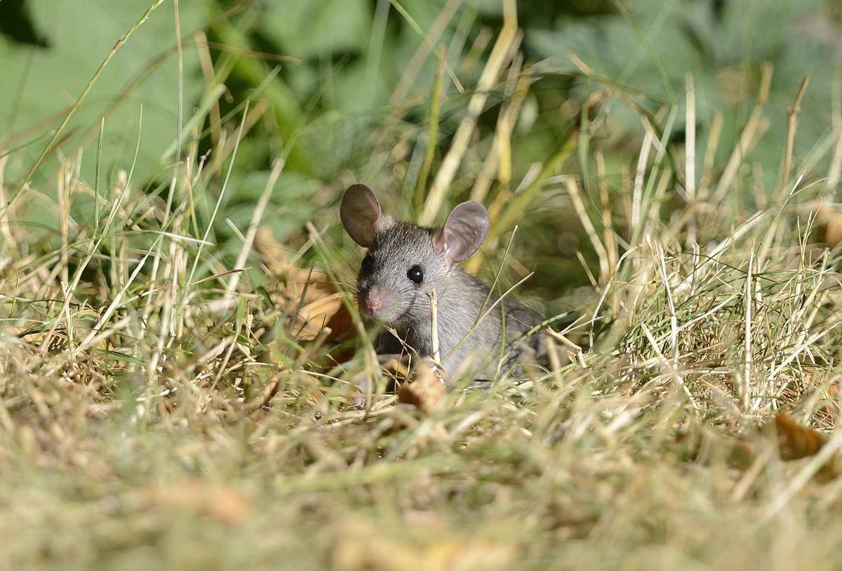 tikus (commons.wikimedia.org/Vickie J Anderson