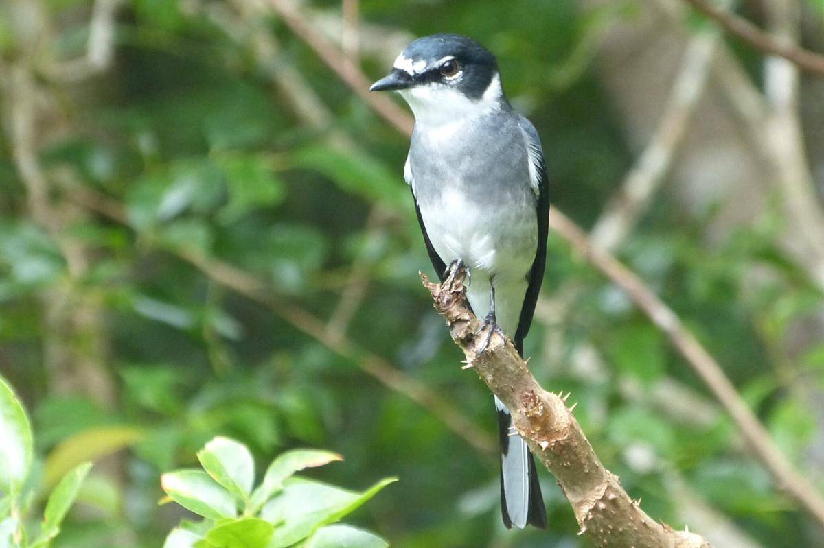 Burung Sepah Padang
