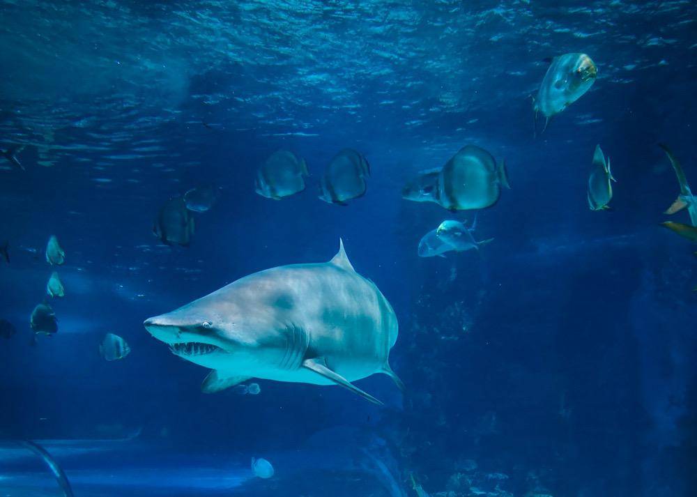 gambar ikan hiu dan kawanan ikan kecil (unsplash.com/Tomáš Nožina)