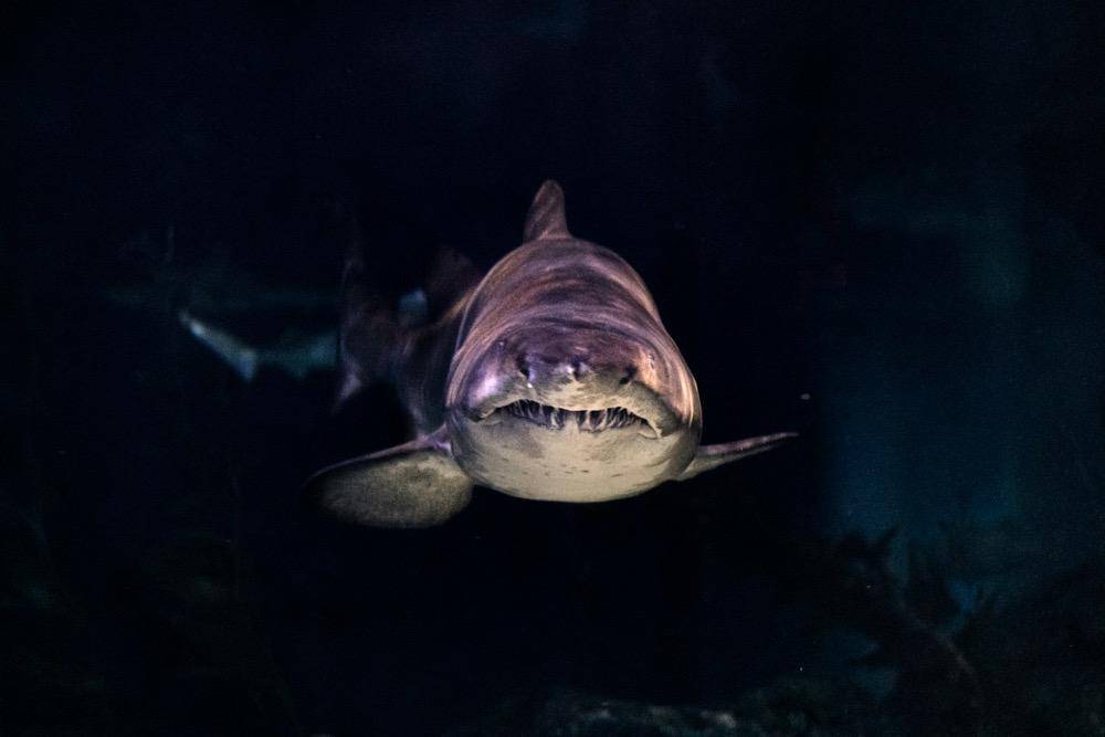 gambar ikan hiu (unsplash.com/Wai Siew)