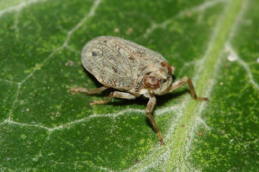 wereng (commons.wikimedia.org/Fritz Geller-Grimm)