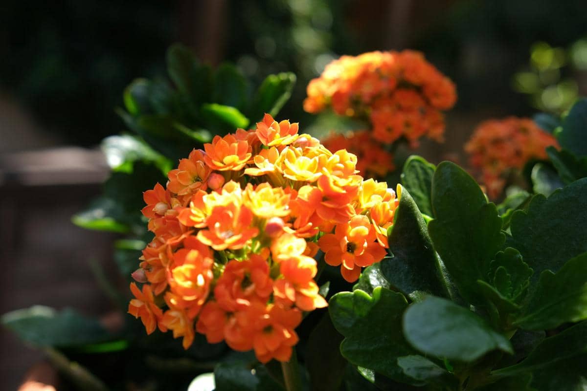 ilustrasi tanaman kalanchoe