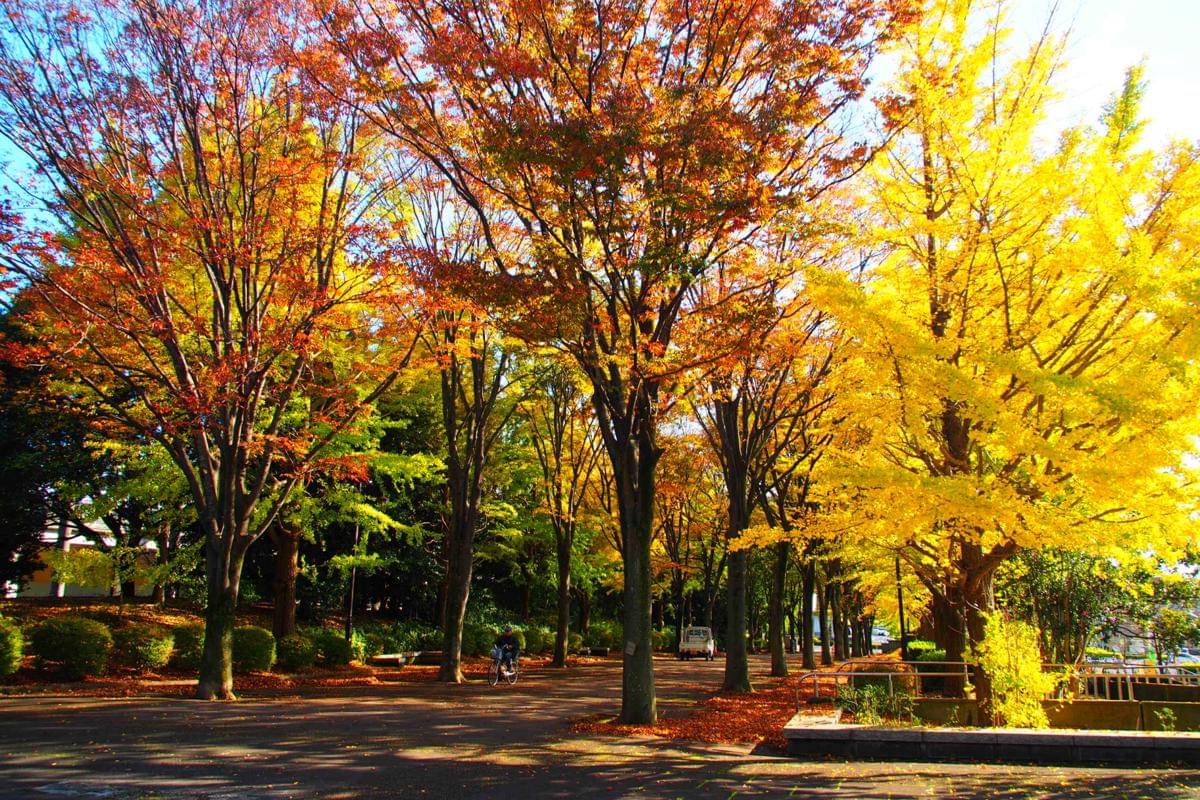 Aoba no Mori Park, Chiba, Jepang (photo-ac.com/0829kt)