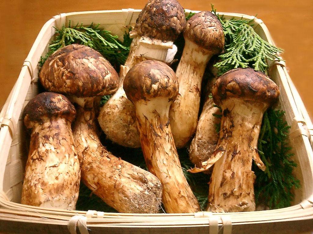 ilustrasi jamur matsutake