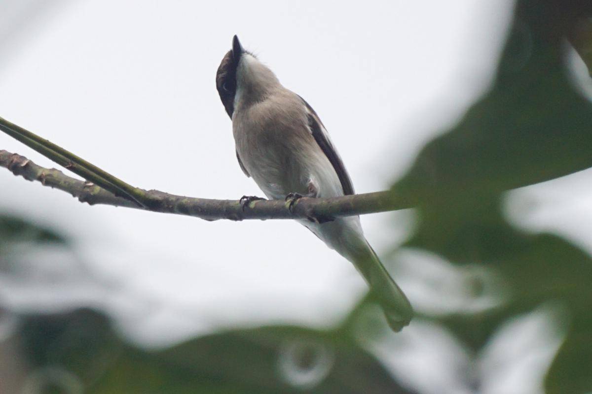 Burung Sepah Padang