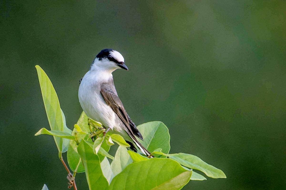Burung Sepah Padang